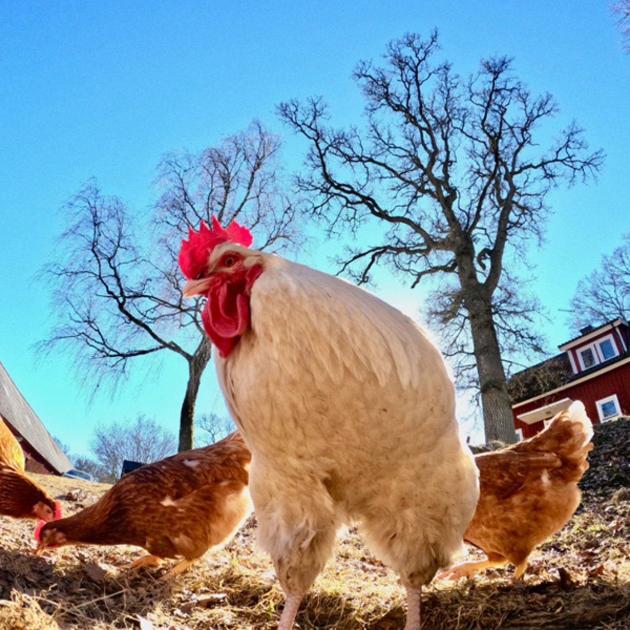 Chicken in Småland Sweden